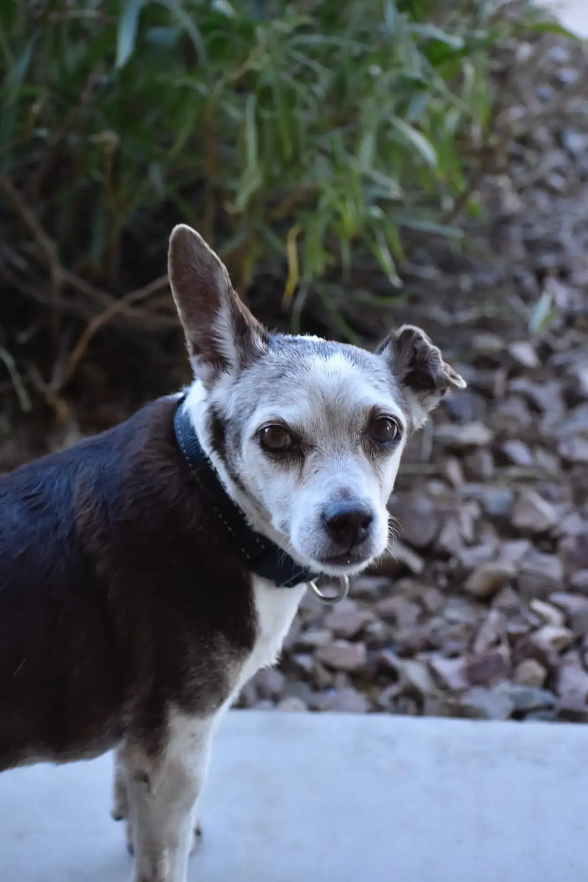 Milo