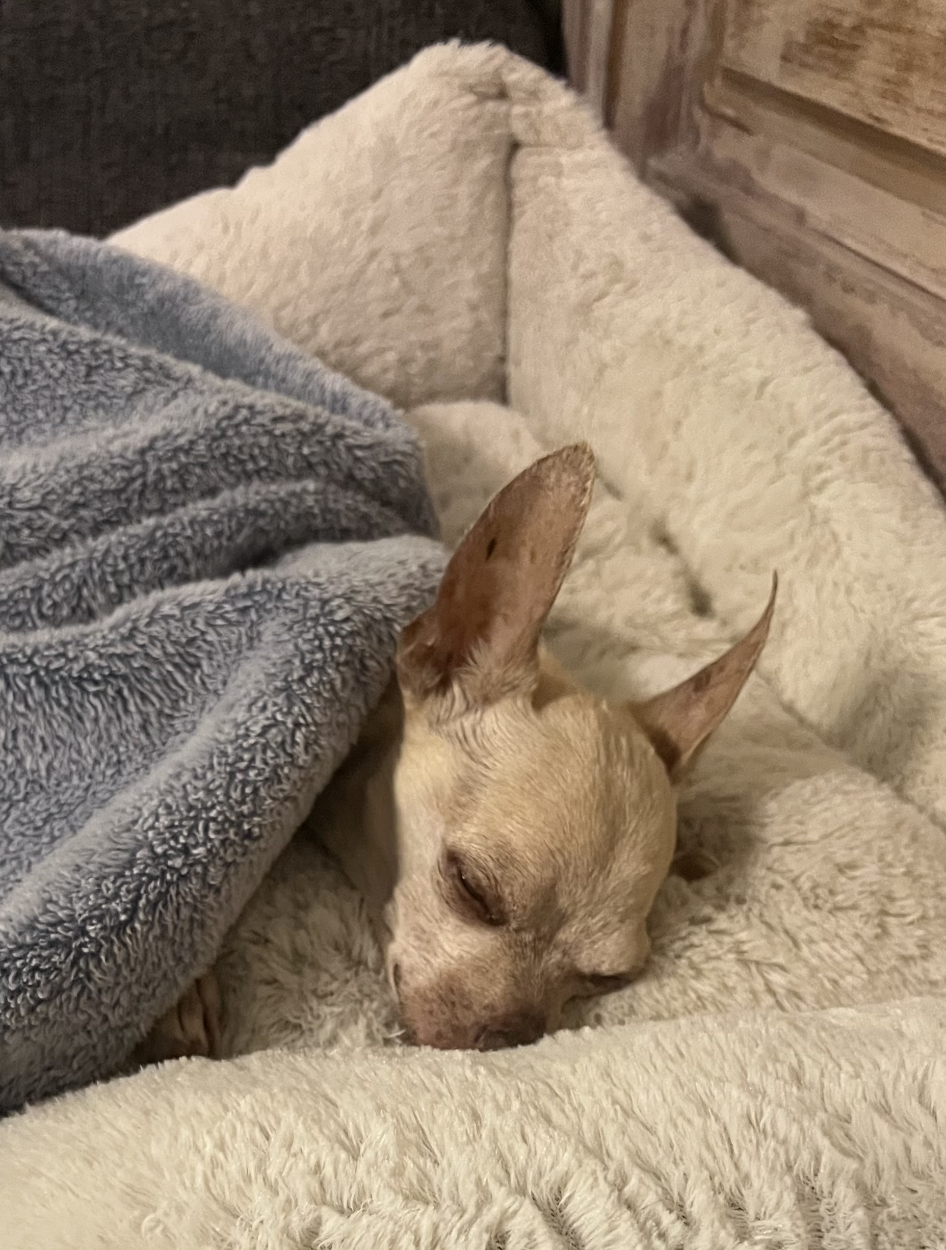 Remembering Pumpkin