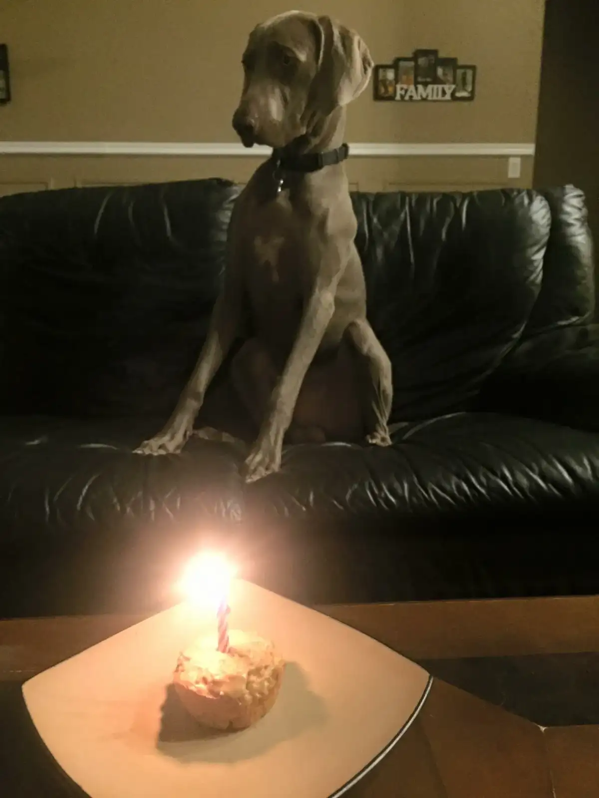 Moose Rockefeller