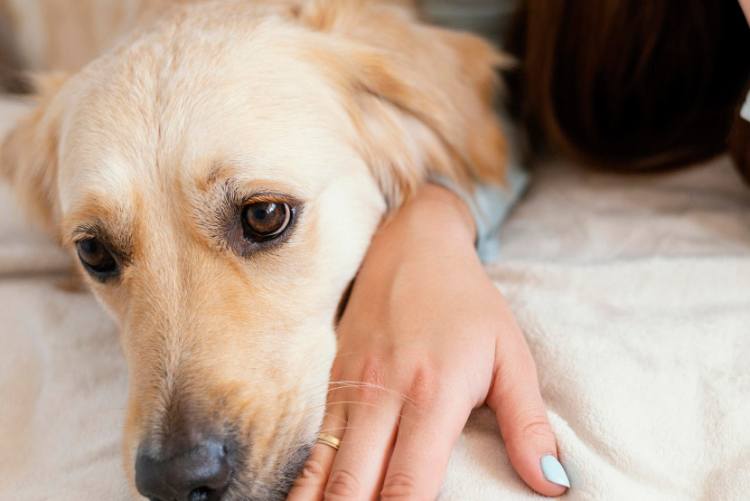 When Pet Anxiety Becomes a Health Concern: What Every Pet Owner Should Know
