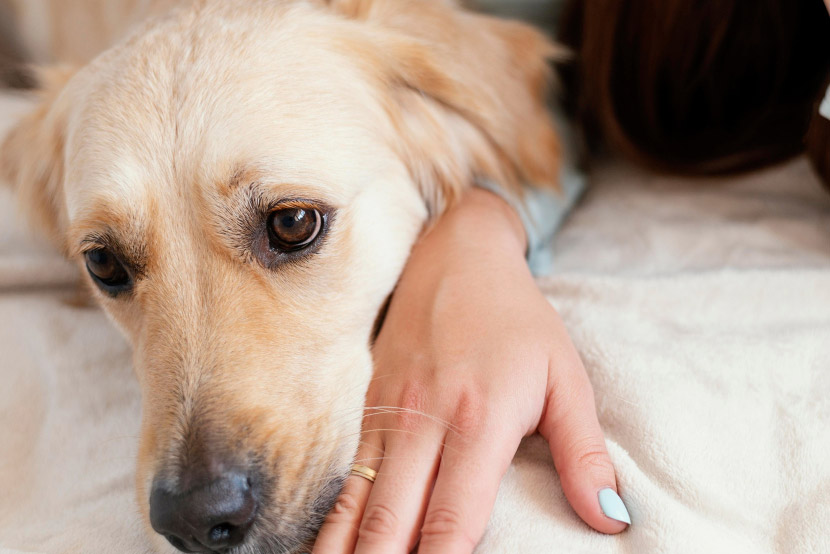 The Hidden Signs of Anxiety in Pets: What Every Pet Owner Should Know
