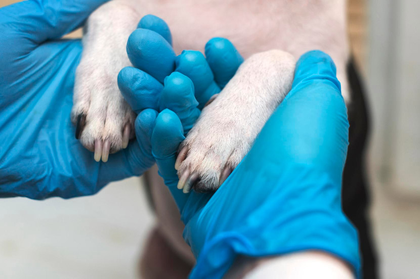 Keeping Your Pet Moving: Arthritis Prevention Tips from Queen Creek Veterinary Clinic