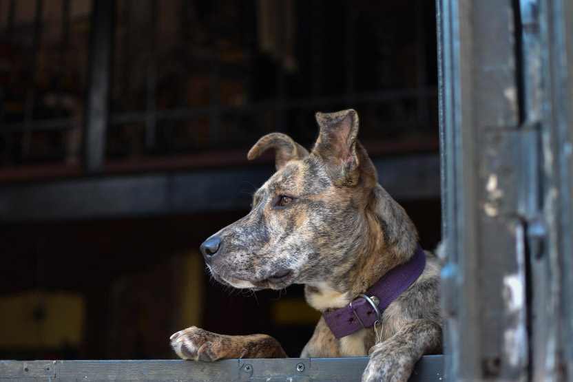 How to Recognize Arthritis in Senior Pets Early