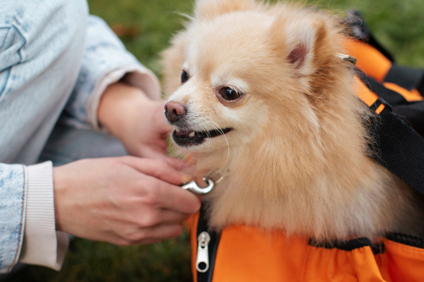 A Lifelong ID for Your Pet: What Happens During a Microchipping Appointment