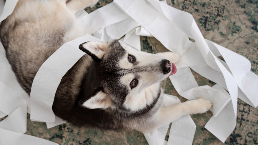 Help! My Pet Swallowed Something They Shouldn’t: A Step-by-Step Guide