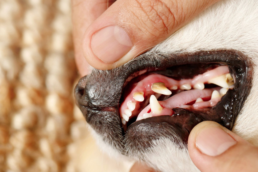 Dental Disease Looks Different in Every Pet