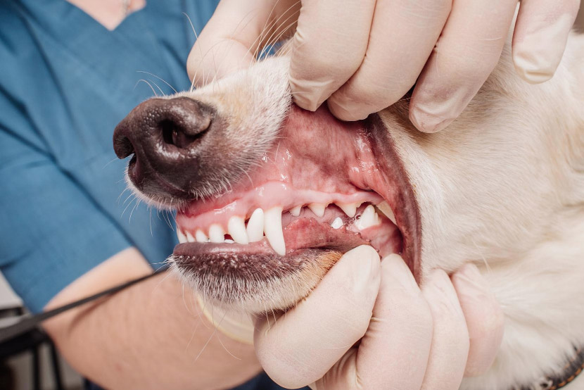 Strong Teeth, Healthier Pets