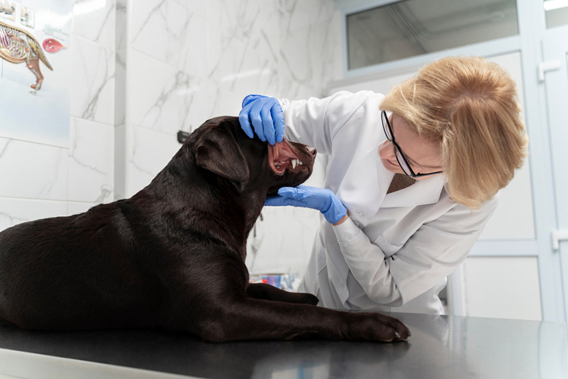 How Often Do Pets Really Need Their Teeth Cleaned?