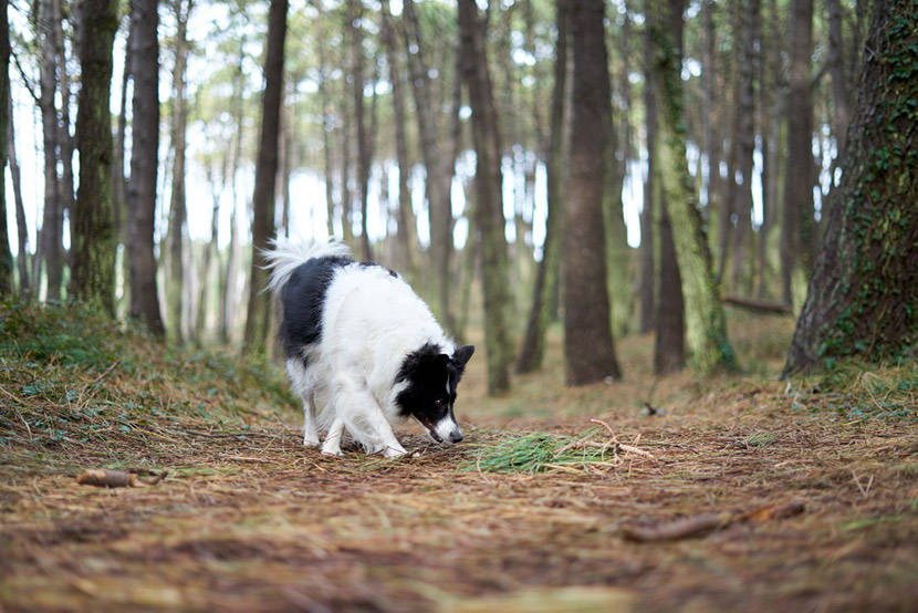 Why Is My Dog Having Diarrhea?