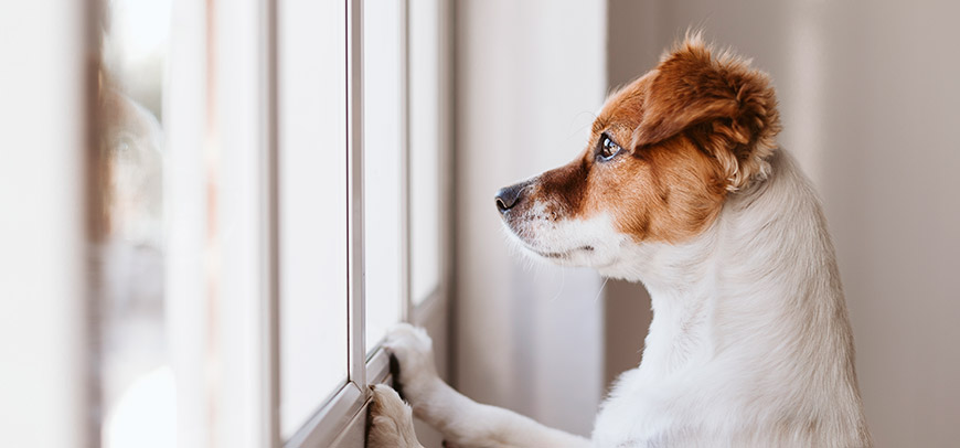 Separation Anxiety in Pets