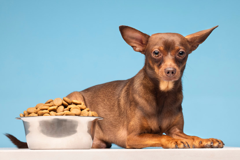 Helping Your Dog Through Diarrhea: A Guide from Queen Creek Veterinary Clinic