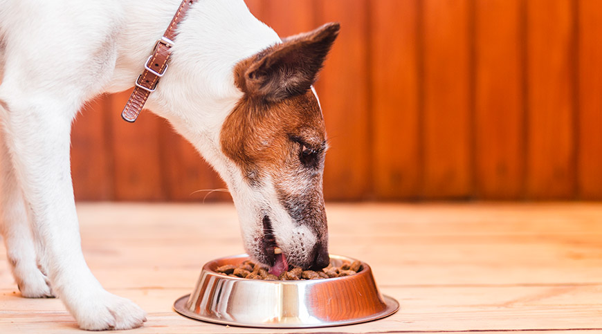 Grain Free Dog Food & Heart Disease