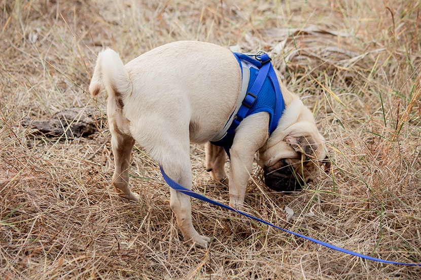 The Doggy Digestive Decoder: Why Poop Matters More Than You Think