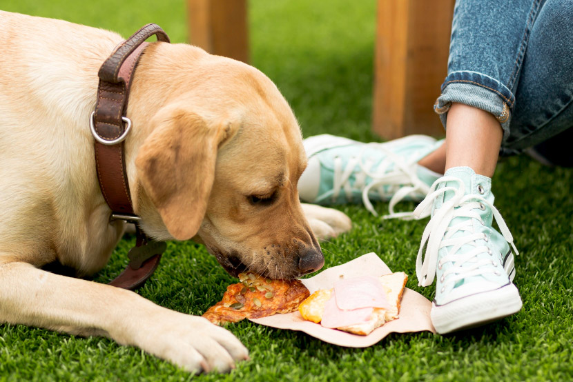 A Guide to Pet-Safe Snacking: Foods to Avoid