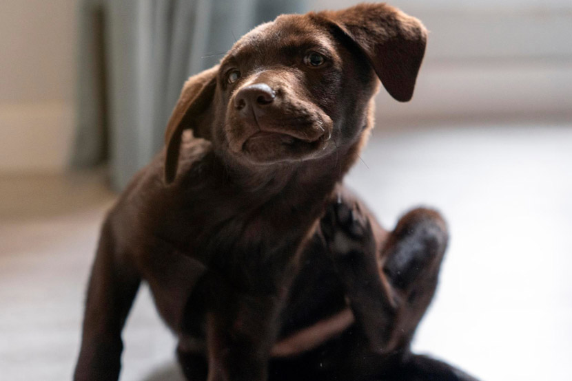 Why Some Pets Struggle During Arizona’s Allergy Seasons