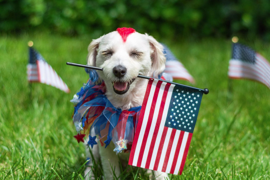 The Importance of Sedatives: Preparing Your Pets for July 4th