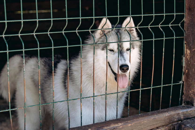 How to Prevent Kennel Cough During Boarding in Queen Creek