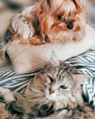 Small brown dog resting on a pillow beside a cat for pet wellness care