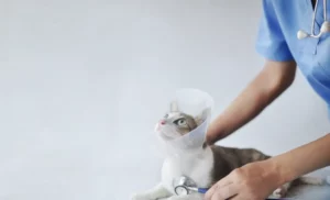 Nurse Checking Spayed Cat