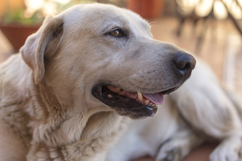 How Nutrition Supports Joint Health in Senior Pets