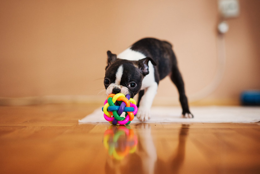 Protecting Your Pet from Swallowing Dangerous Objects
