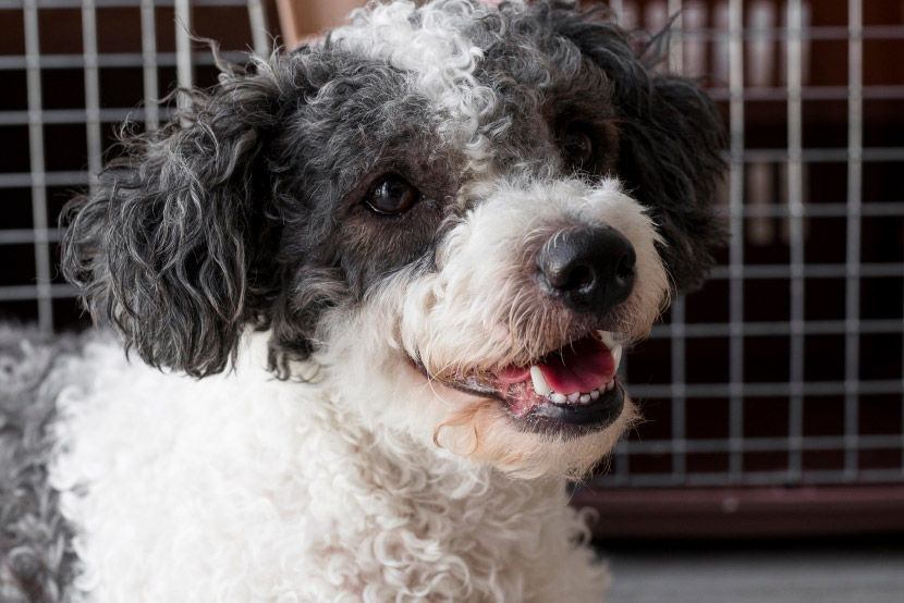 Pet Ownership in Queen Creek: Defeating Parvo at Home