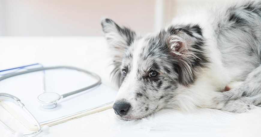 Parvovirus