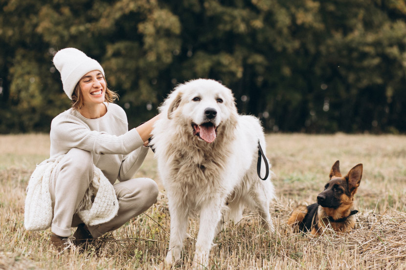 Why Parvo Cases Fluctuate Throughout the Year