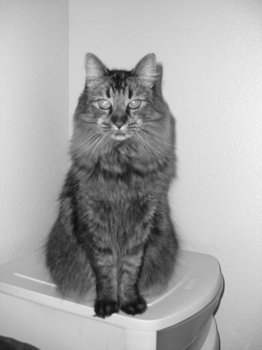Remembering Maverick