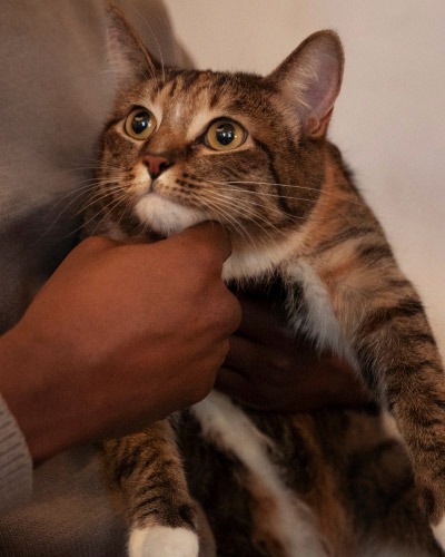 Brown tabby cat being gently held during veterinary care