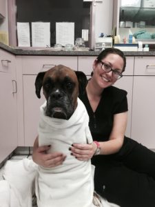 "Buzz" a 5 year old Boxer, waiting for barium, so we can see if he ate something he should not have. What a trooper!
