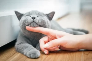 Smiling Cat