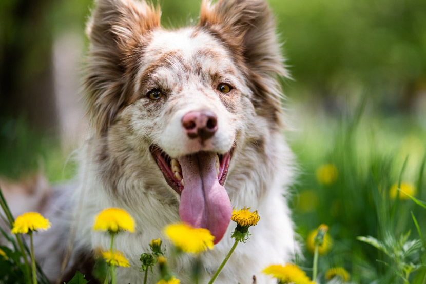 Puppy and Kitten Spring Cleaning Safety: Protecting Young Pets During Seasonal Chores