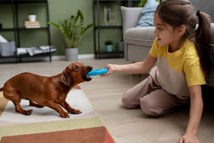 Safety First: Vet-Approved Tips for Choosing the Best Chew Toys