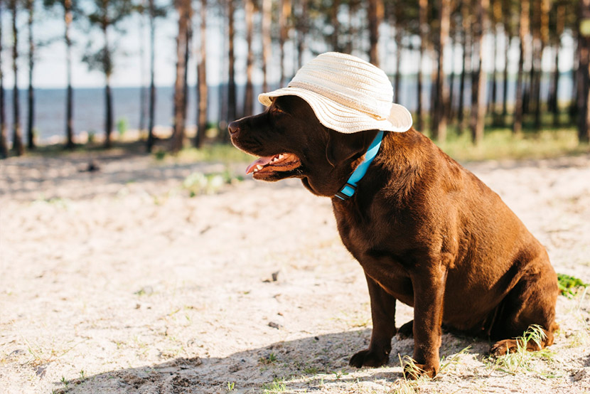 Valley Fever in Arizona Pets: Early Signs, Treatment, and What Pet Owners Should Know