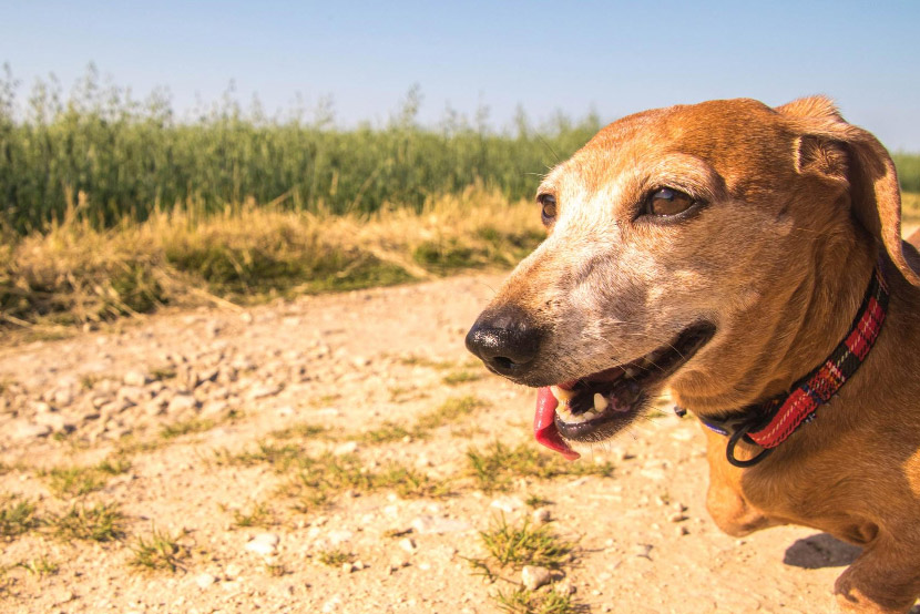Valley Fever in Pets: How Queen Creek Pet Owners Can Help Protect Their Dogs and Cats