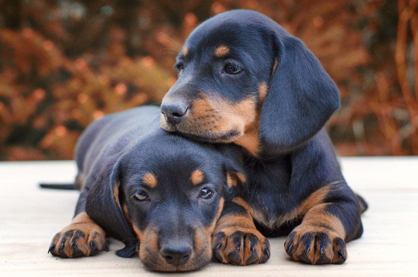Starting Strong: Puppy Vaccinations at Queen Creek Veterinary Clinic